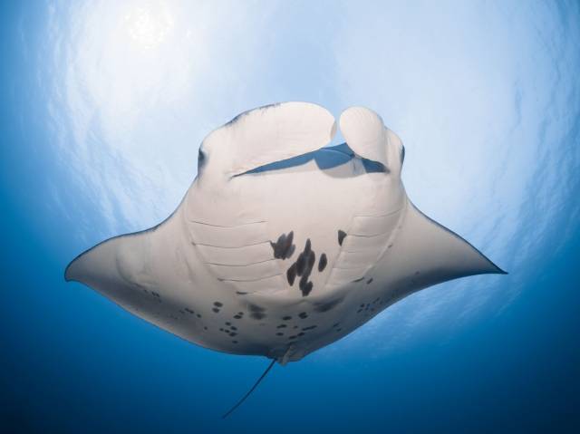 Manta